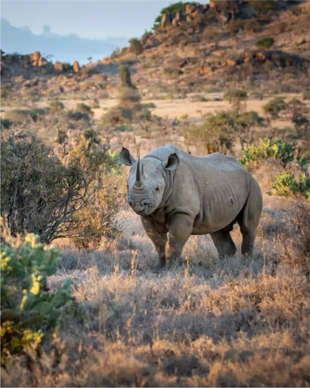 Black Rhino