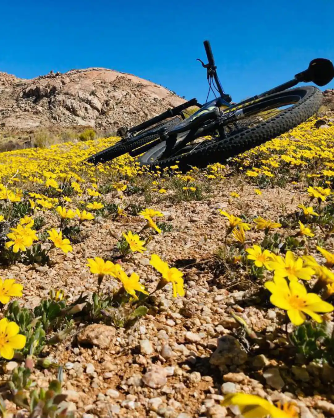 Wildflowers