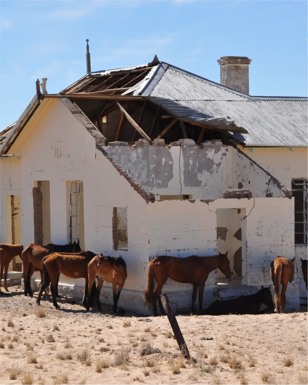 Wild Horses